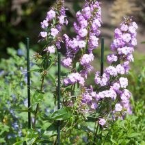 Ültetés, kertápolás