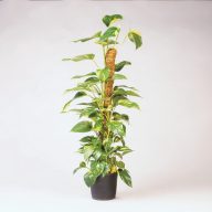 Kókuszkaró 42mm, 120cm